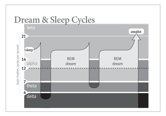 phases of sleep